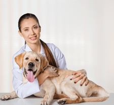 Veterinarian with blonde labrador retriever